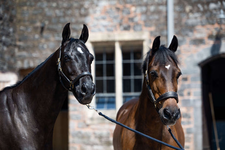 The Best Horse Clippers for Nervous Horses and Ponies