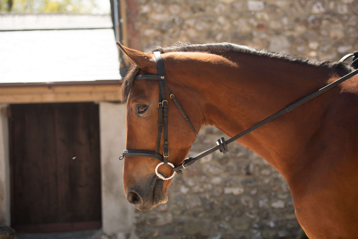 The Best Clippers for Young Horses