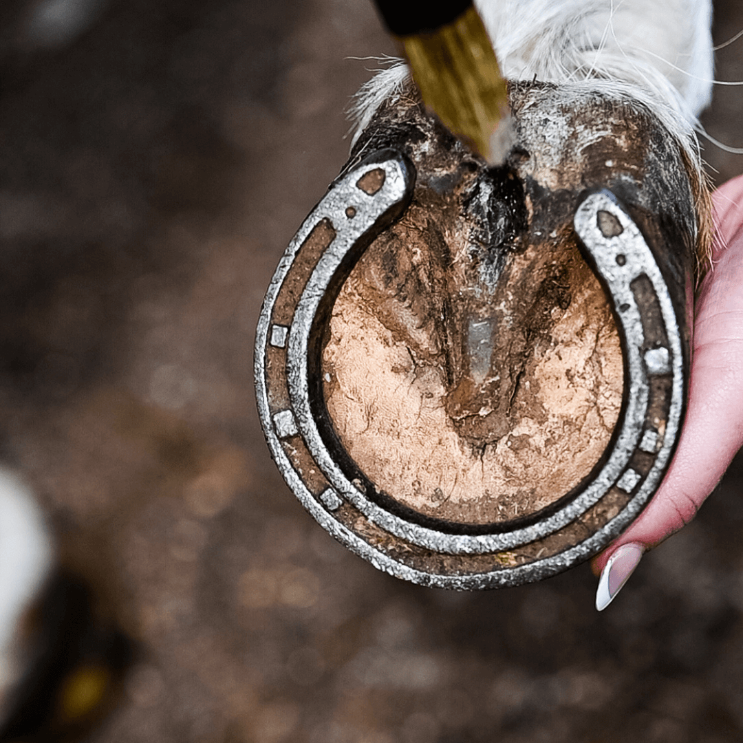 Hoof Care