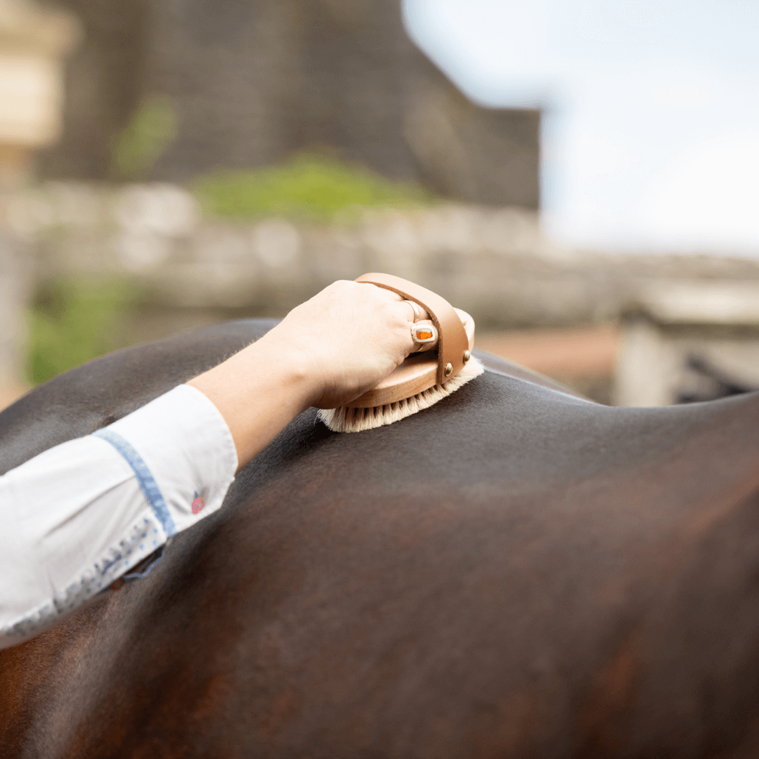 Horse Grooming & Health