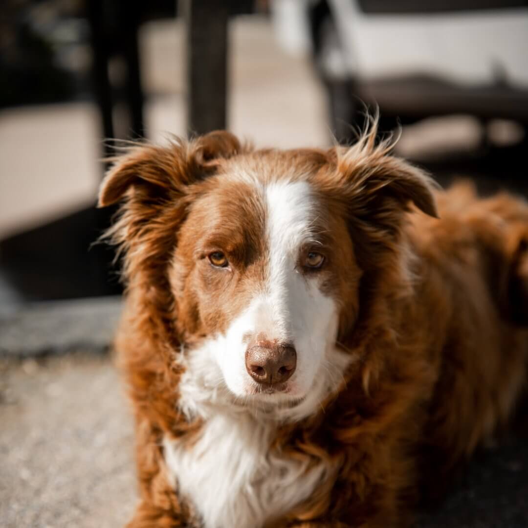 Dog Clippers for Matted Hair