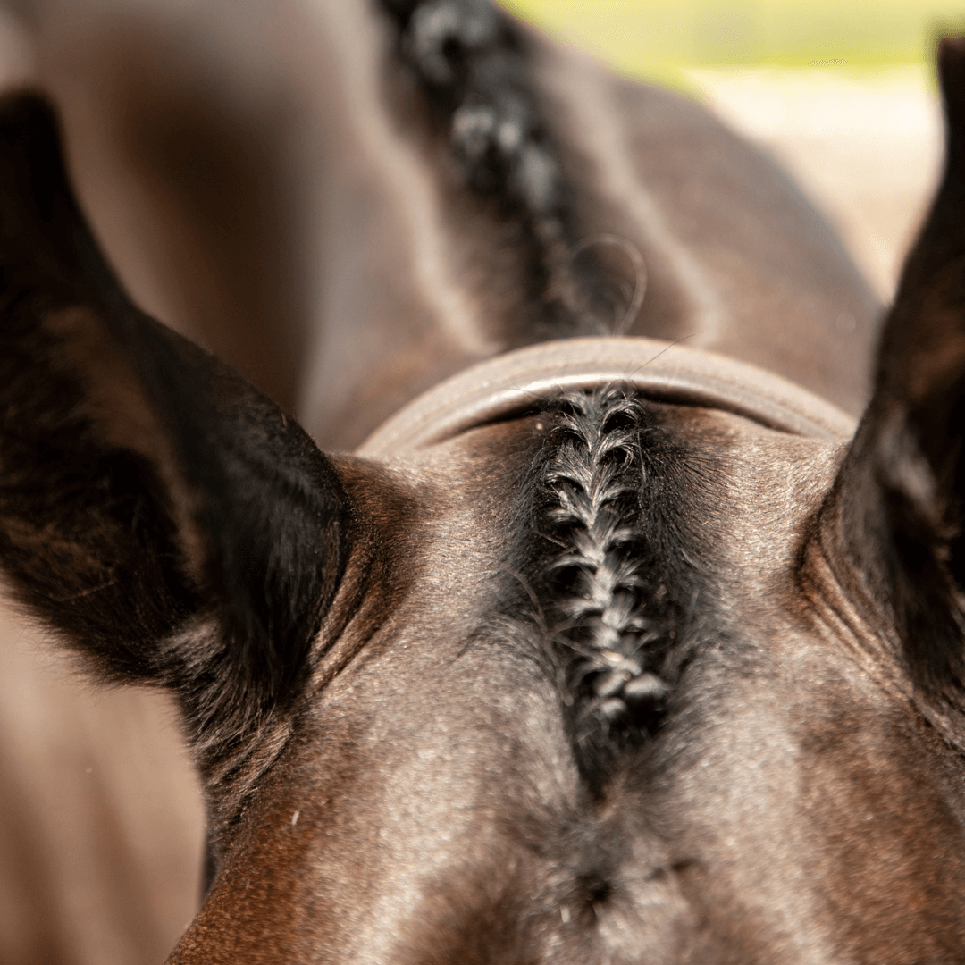 Plaiting Essentials