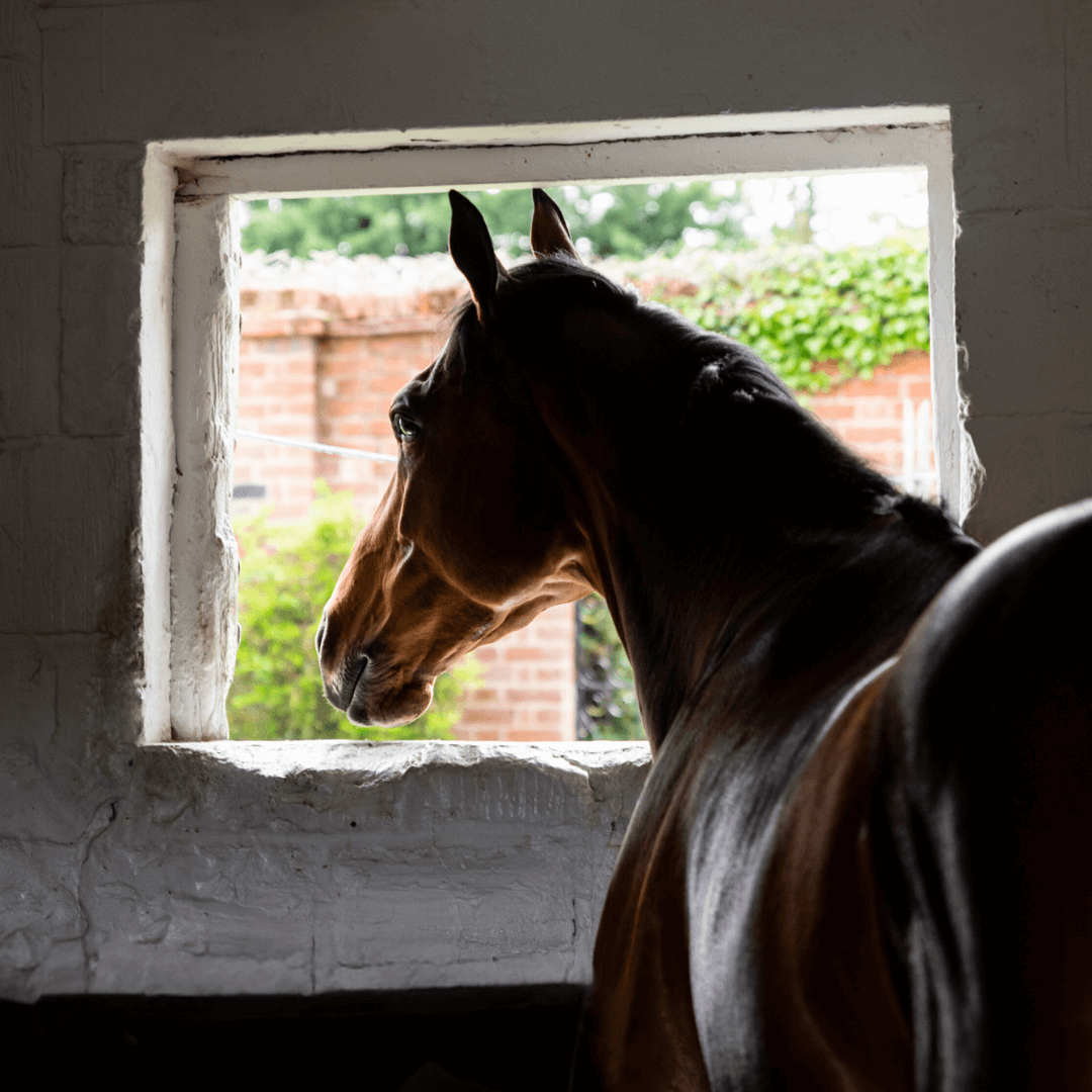 Stable & Yard lighting and essentials