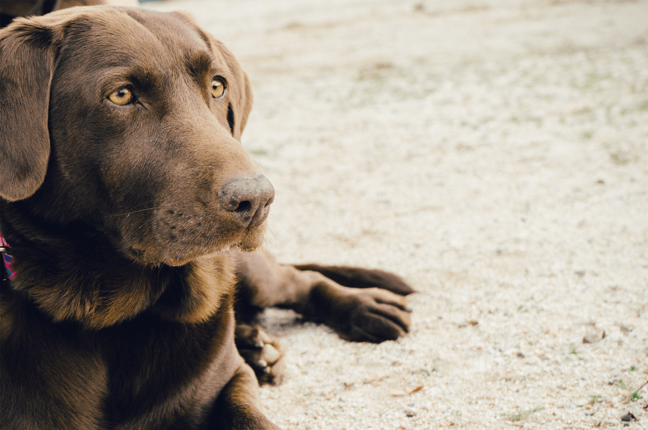 A brown Labrador Dog