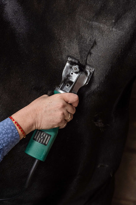 the side of a horse being clipped