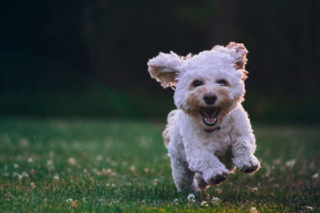 A clipped cockapoo running in a field