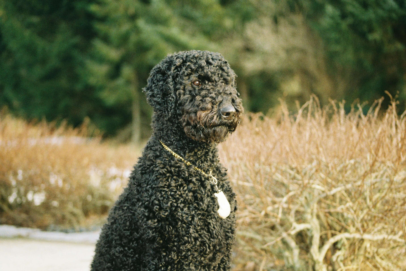 A clipped poodle