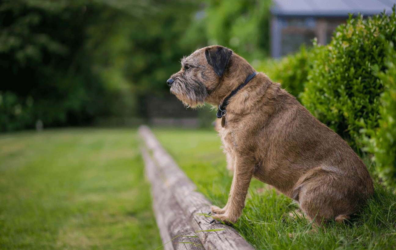 A well groomed Border Terrier