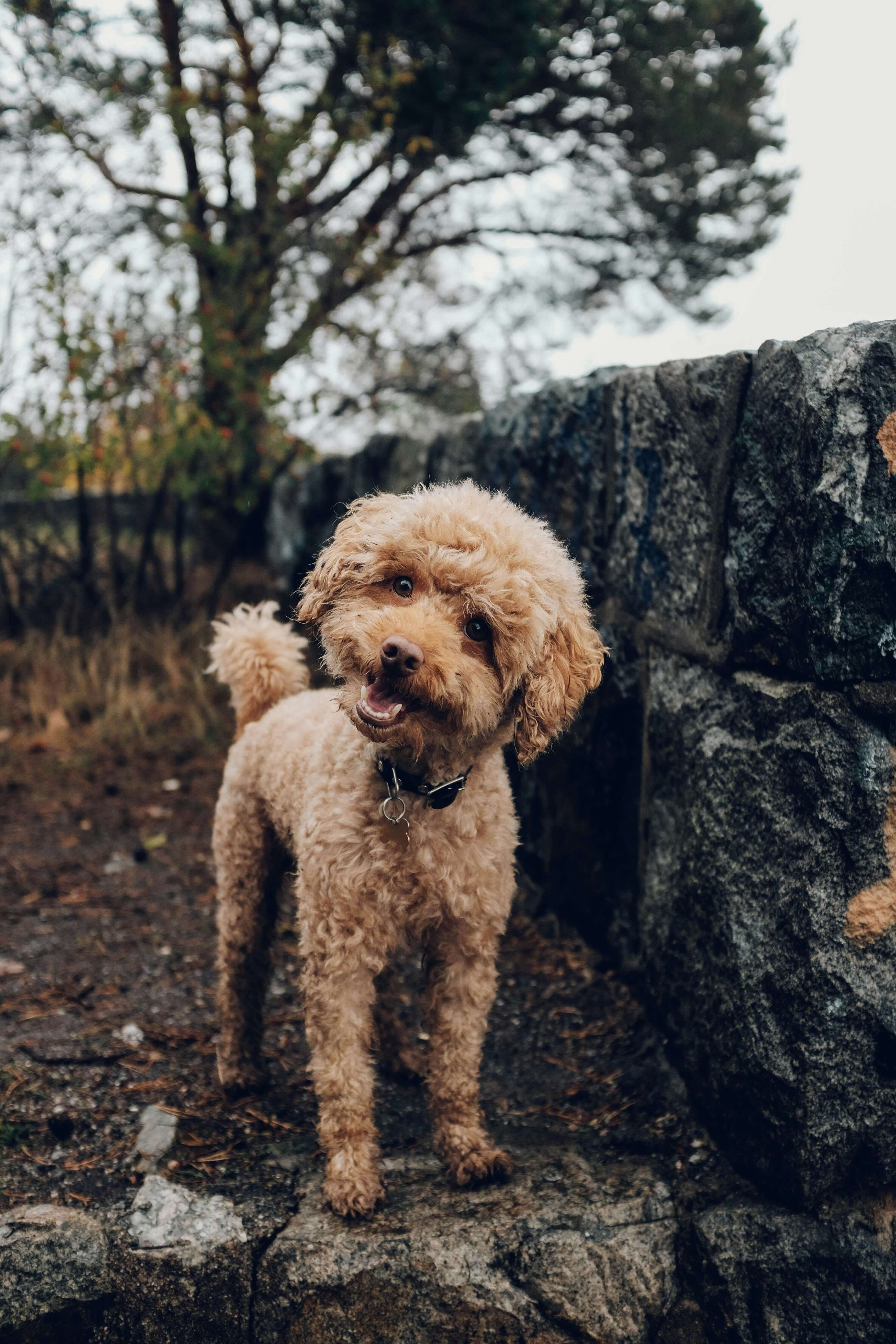 Hair clippers for poodles hotsell