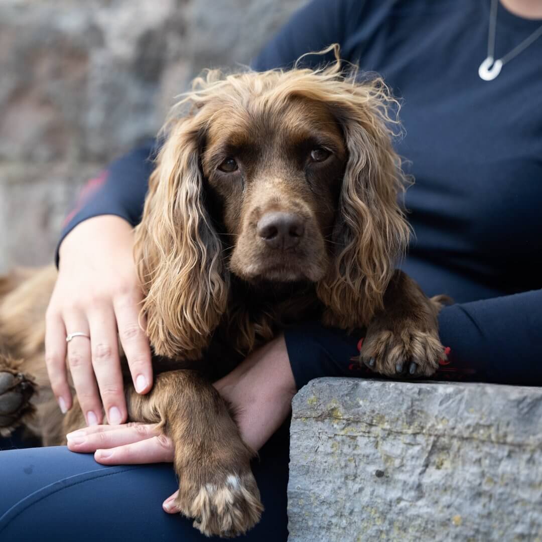 Cocker spaniel clippers hotsell