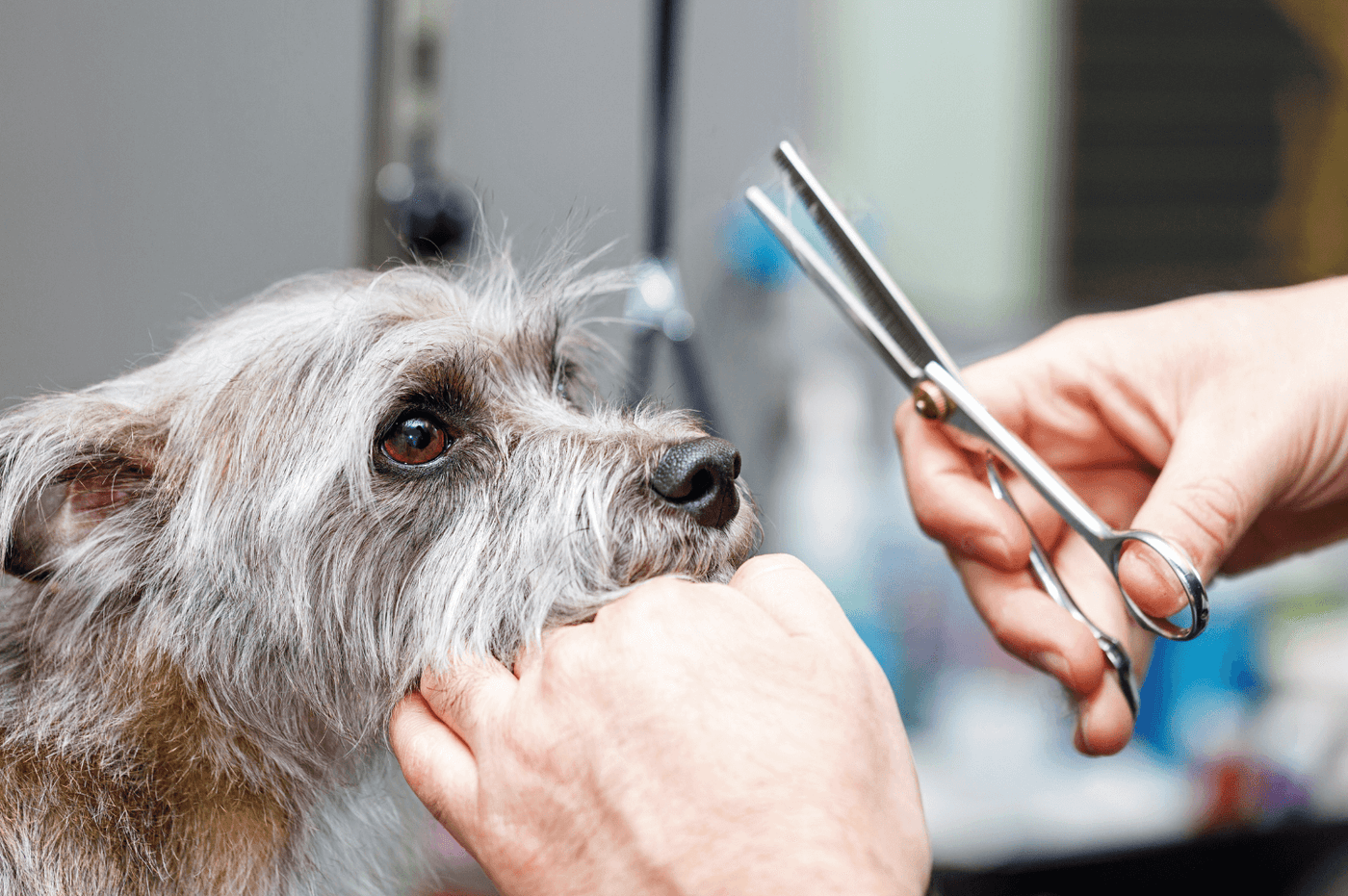 Dog being trimmed with scissors after being tidied with clippers or trimmers