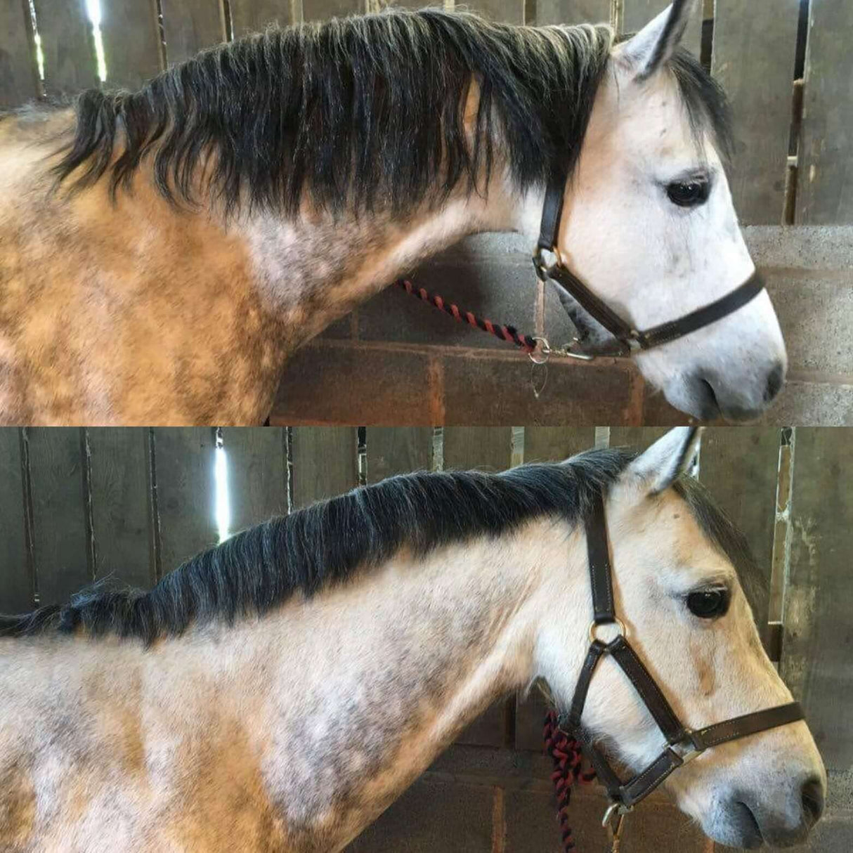 Smart Grooming Smart Mähnenverdünner