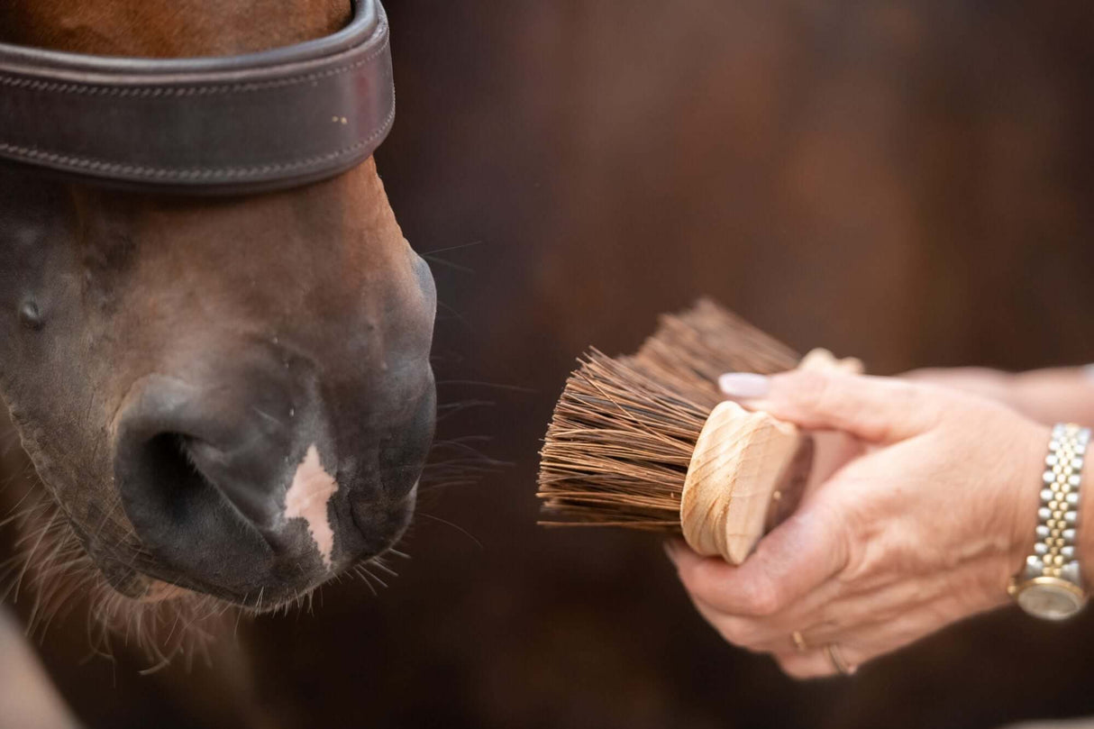 Borstiq Pinceau Dandy Banane