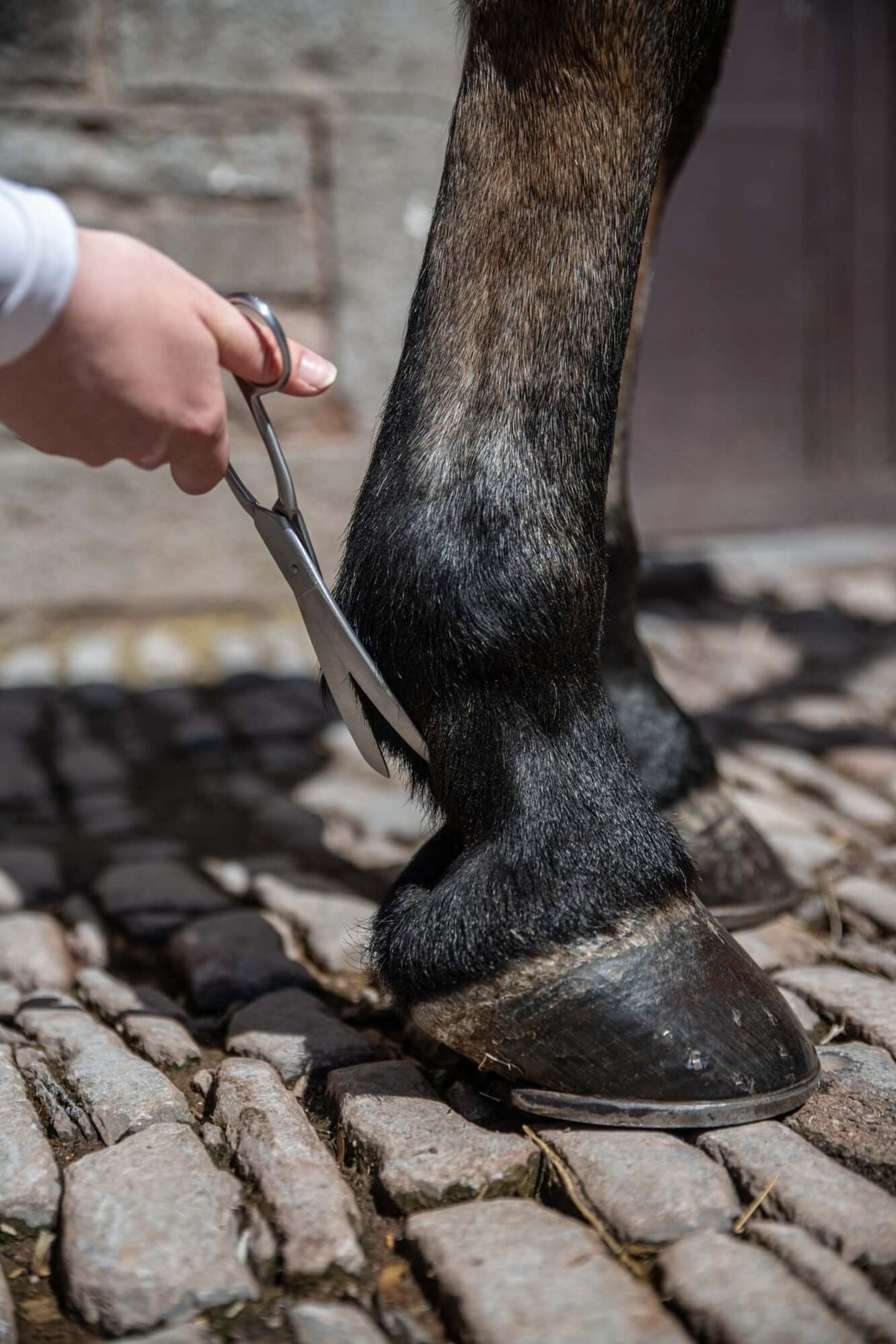 Ciseaux à boulets incurvés Smart Grooming de 8 pi